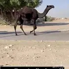 للبيع جذعه القحه طيبه جدا