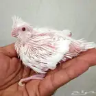 فرخ كروان البينو