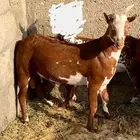 تيس فل سمين