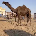 لقحه بكر ثنيه مجهم