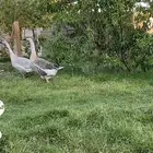 جوز وز عراقي