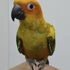 ببغاء صن كنيور أليف جدا ولعوب