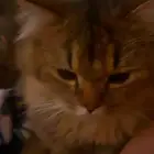تم التبني