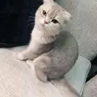 قطه سكوتش فولد روسيه (بيع)