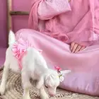 الماعز القزم