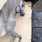 حصان مكس