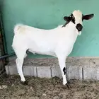 للبيع فحل بيشي. ( تم للبيع)