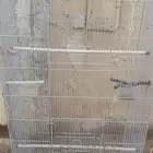 شبك طيور زينه