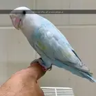 روز اليييف