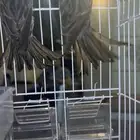 طير كناري للبيع