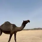 جذعه طيبه