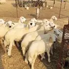 طليان ورخال تربيه