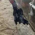 ديك كوشامو القزم