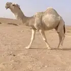 الفحل الاشقح الكفو