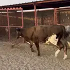 ثوررالماني سنه جذع