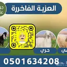 طليان سواكن فل شحم مرابي اربع شهور
