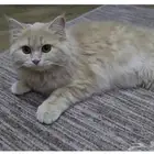 قطه شيرازي لون مميز بسعر رمزي