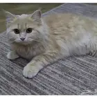 قطه شيرازي