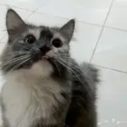 قطه شيرازيه انثى للبيع