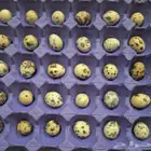 بيض سمان تكساس مخصب