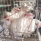 صوص دجاج ابيض بياض او طربوش حق مشاريع البيض عدد مفتوح
