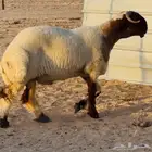 خروف فحل. صنف فاخر