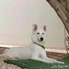 فندقة كلاب