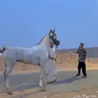 حصان شعبي