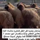 ذبائح ابو محمد نعيم وحريات ونجديات موقعنا الدمام