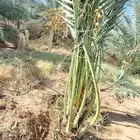 يوجد الدينا نخيل عربي البيع