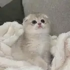 انثى سكوتش فولد Ay12