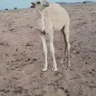 للبيع قعود باتلي ابوه على بعير ابوعجاريد