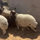 بهم للبيع