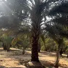 نقايل مجدول للبيع 3 متر وفوق