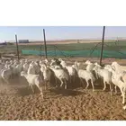 ساجر