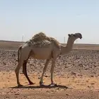 وضحاء كفو ضروبه