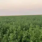 برسيم قش العمر 17 يوم الموقع بسيطاء