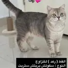 سكوتش بريتش ستريت اطراف قصيرة