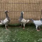 حمام هومر 6 حبات