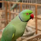 طيير ببغاء درة متكلمه حجل البحرين