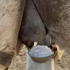 خلفه هديه ما تحرك وحليبها وافر وحالي