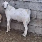 تيس بلدي جذع مخصي