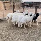 7 طليان فيها رخل