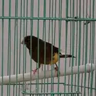 دكر كناري.تغريد .صحه ونضافه