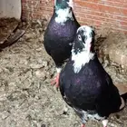 ذكرين قطايف قلاب