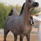 مزاد هجر للبيع فرس مكس جمال ولقاح