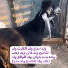 تيس عارضي صنف رباع