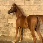 تم البيع
