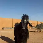 فحل عارضي صنف و جرم و معرف و انتاجه صنف