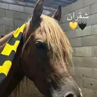 حصان شعبي للبيع العمر 3 سنوات تقريبا  الارتفاع 6 ونص